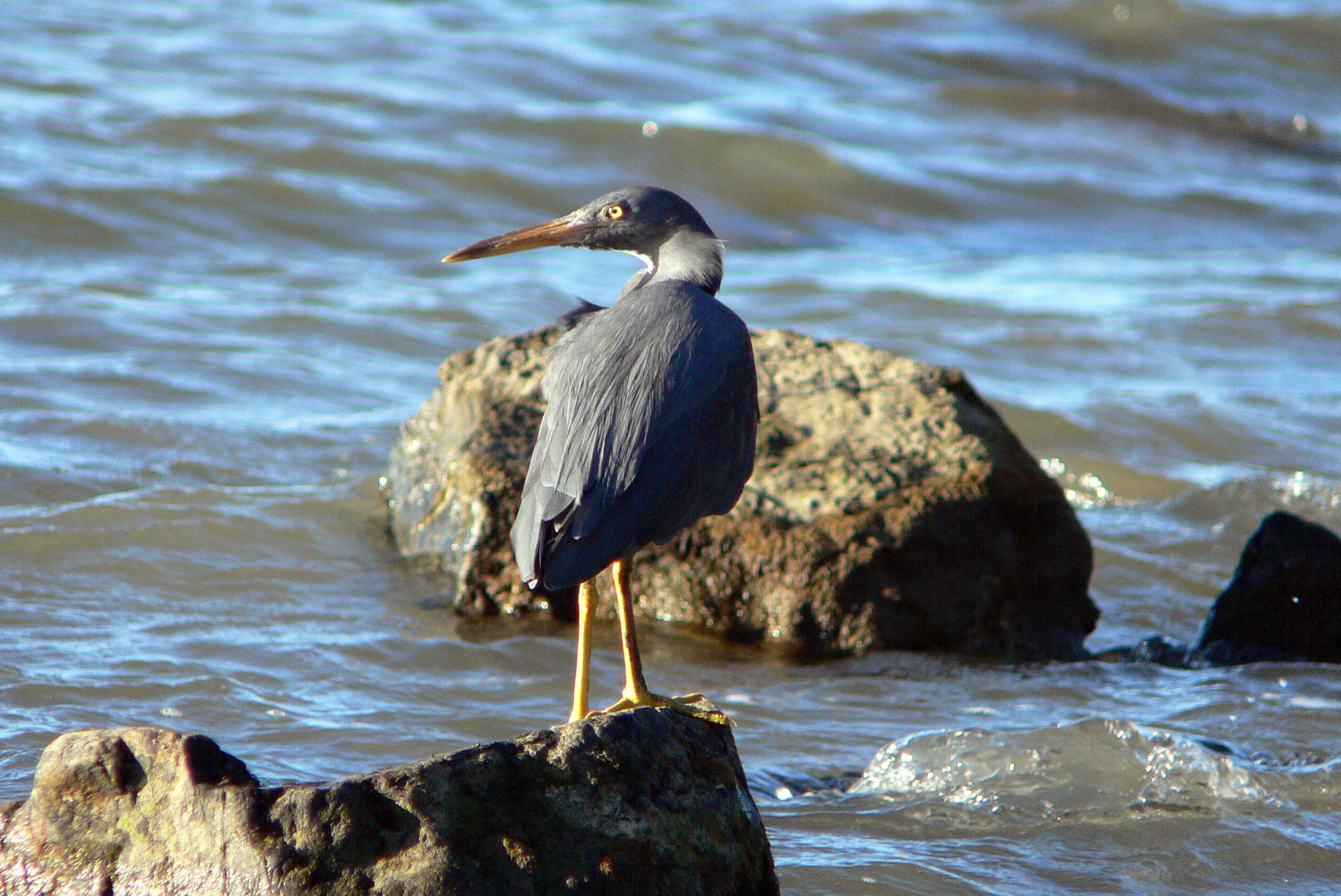 Eastern Reef Egret