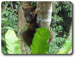 Bennetts Tree Kangaroo 