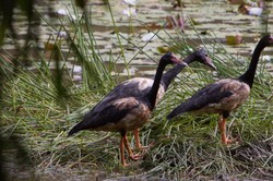 Magpie geese, courtesy Lynette Ensor