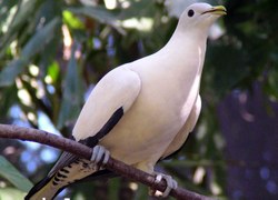 Pied Imperial Pigeon. Courtesy Lynette Ensor