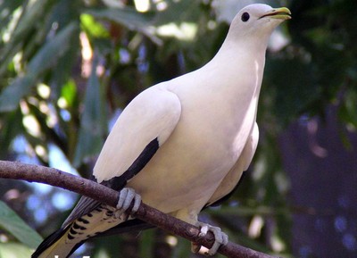 Pied Imperial Pigeon