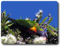 Rainbow Lorikeet eating nectar. Courtesy Lynette Ensor