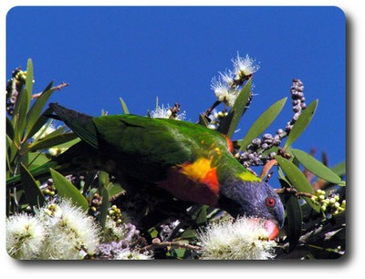 Rainbow Lorikeet