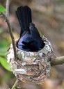 Shining Flycatcher