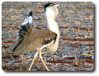 Australian Bustard