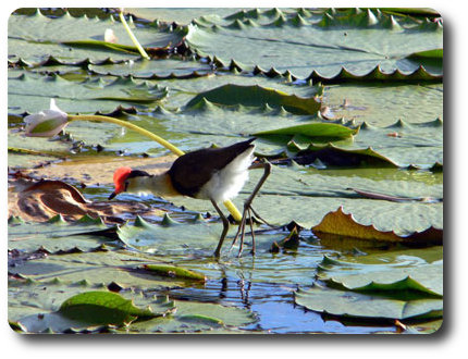 Comb crested jacana