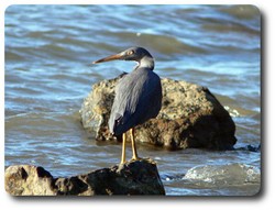 Eastern Reef Egret