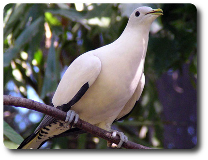 Pied Imperial Pigeon