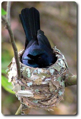 Shining Flycatcher