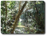 Creek flowing down the slopes of Mt Hartley in Cedar Bay National Park