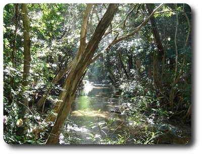 Cedar Bay NP Creek