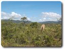 Heathland, Iron Range National Park, Cape York