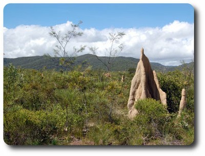 Termite mounds, Iron Range NP