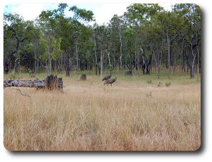 Emus in Lakefield N.P.