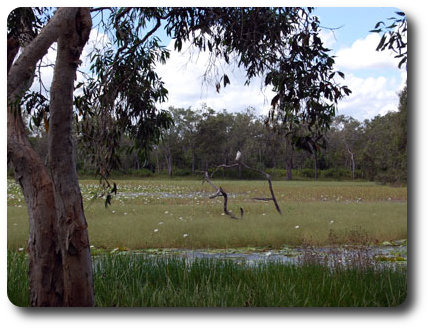 Lotusbird Lodge Lagoon