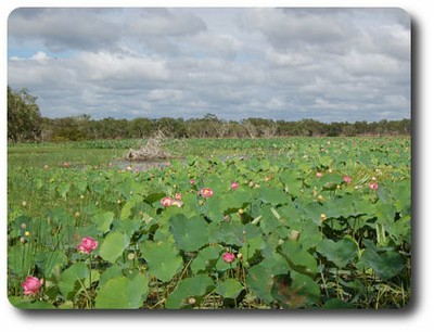 Red Lily Lagoon