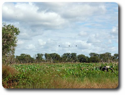 Geese over Red Lily Lagoon