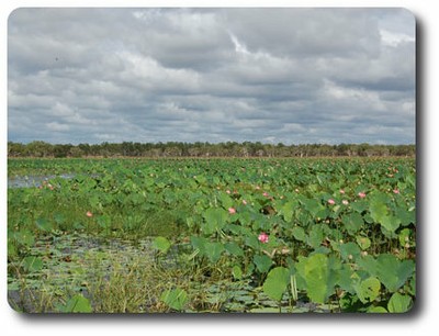 Red Lily Lagoon