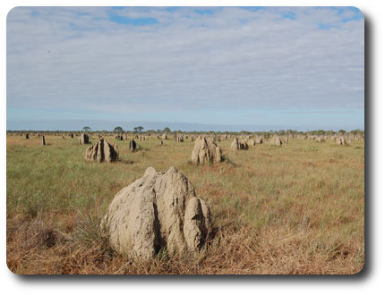 Nifold Plain Termite Mounds