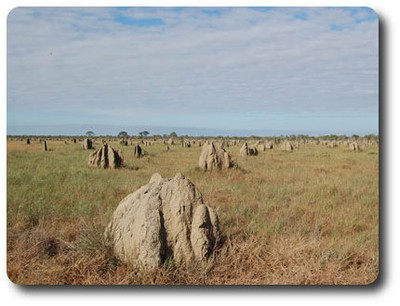 Nifold Plain Termite Mounds