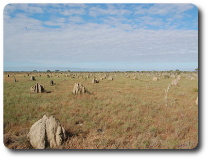 Termite Mounds, Lakefield N.P.