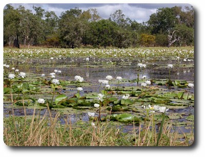 White Lily Lagoon