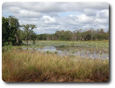 White Lily Lagoon