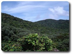 Looking east from Mt Hartley the photo captures coastal mountains in Cedar Bay National Park