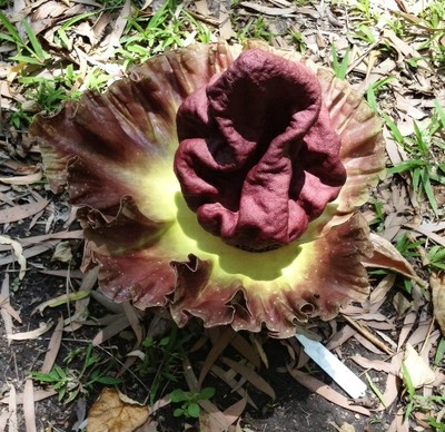 Amorphophallus paeonifolius