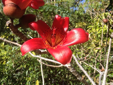 Bombax ceiba