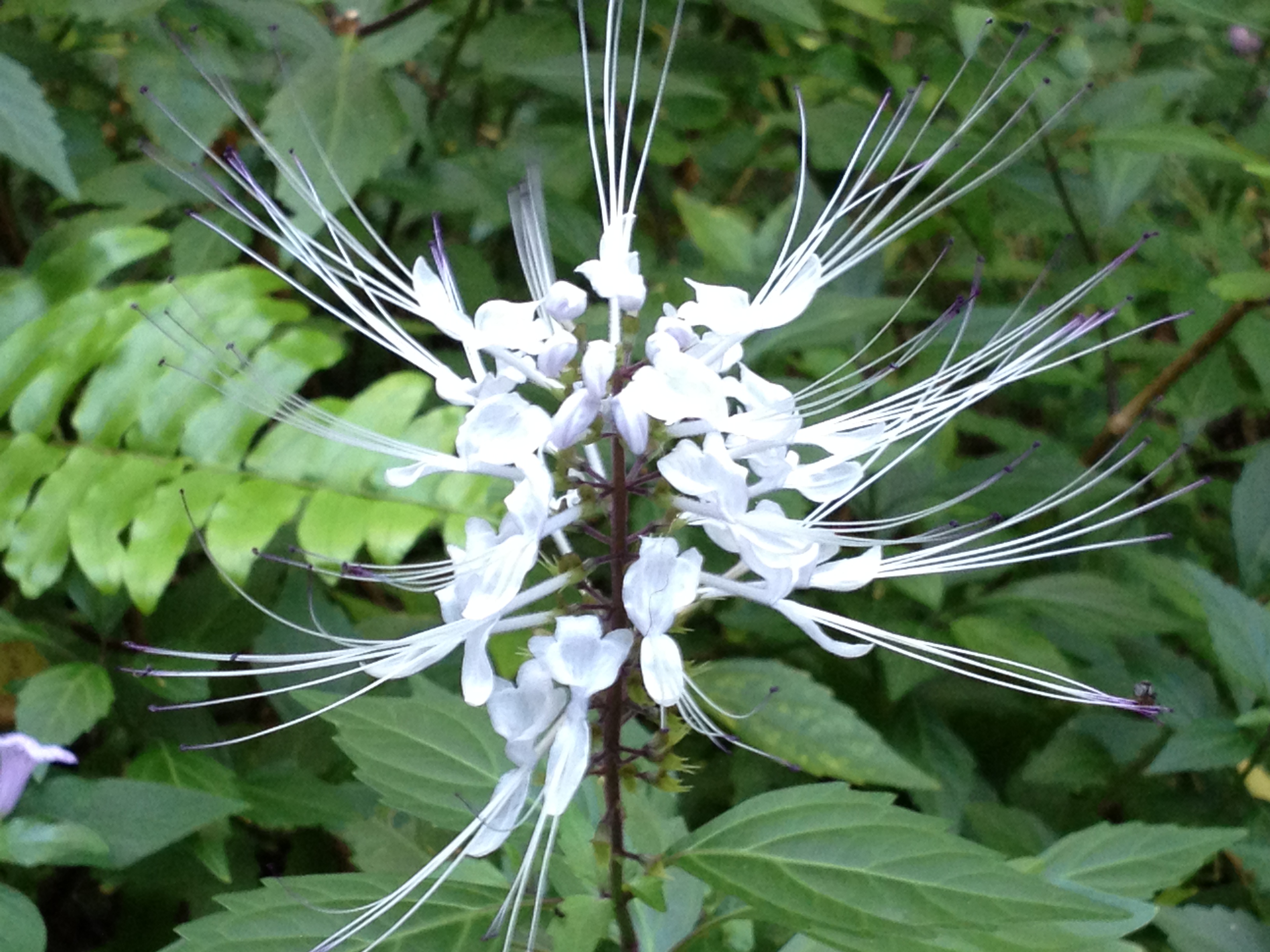 Cats Whiskers