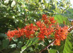 Combretum