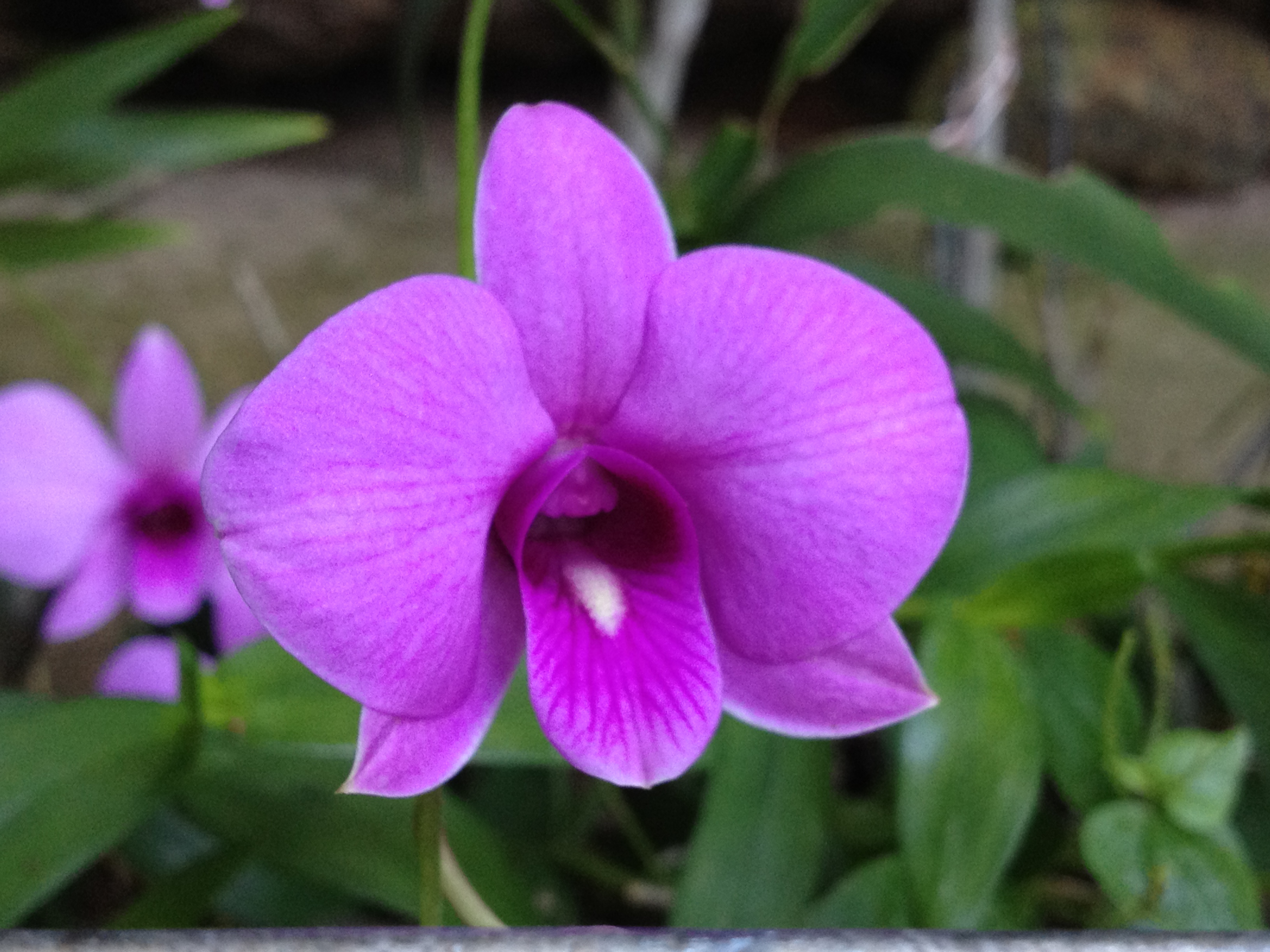 Cooktown Orchid