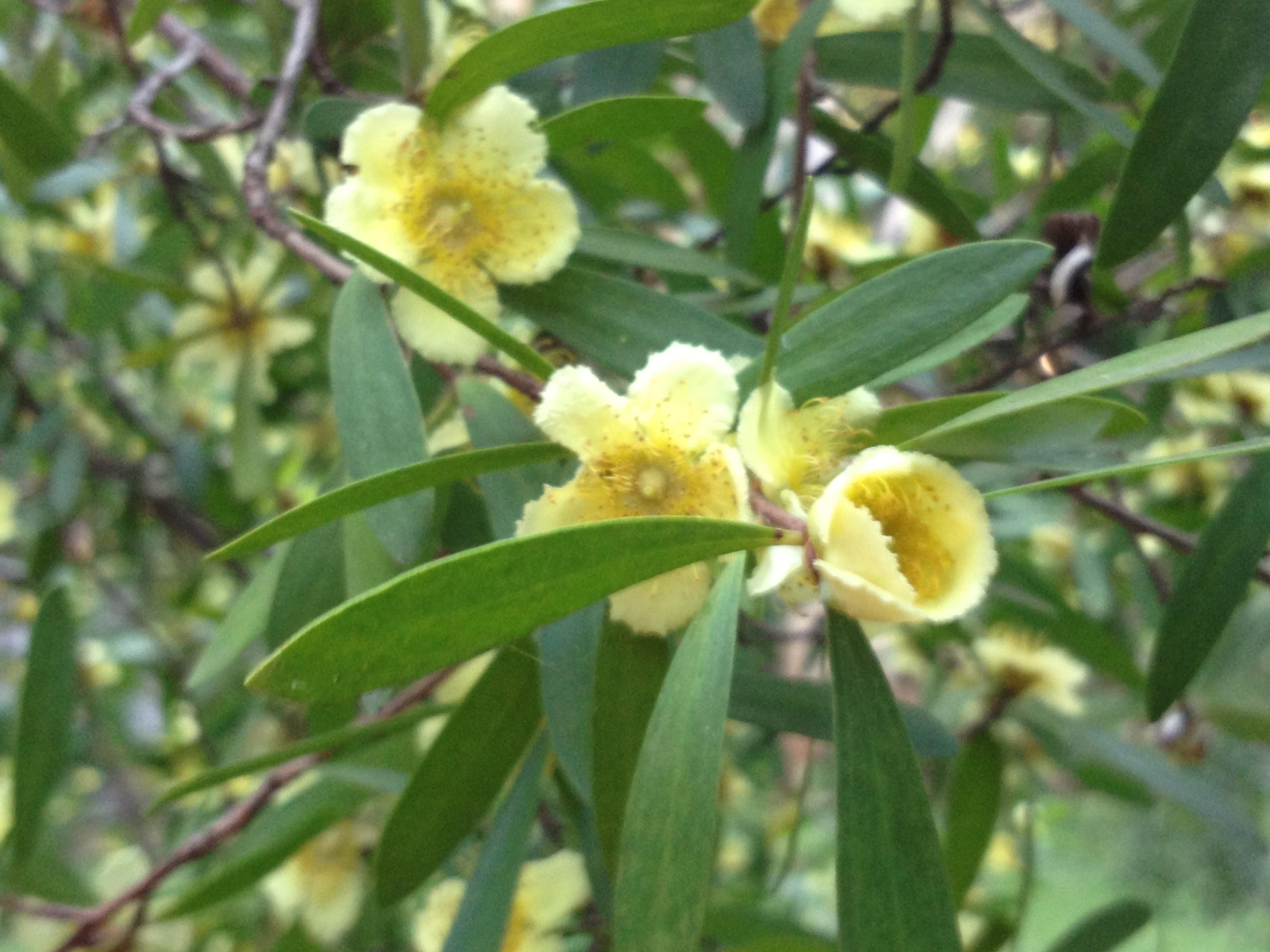 Neofabricia_myrtifolia