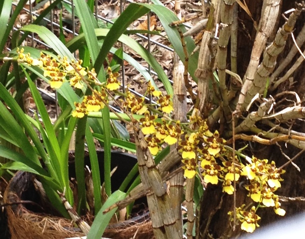 Oncidium species