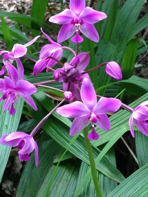 Spathoglottis plicata