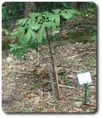 Amorphophallus