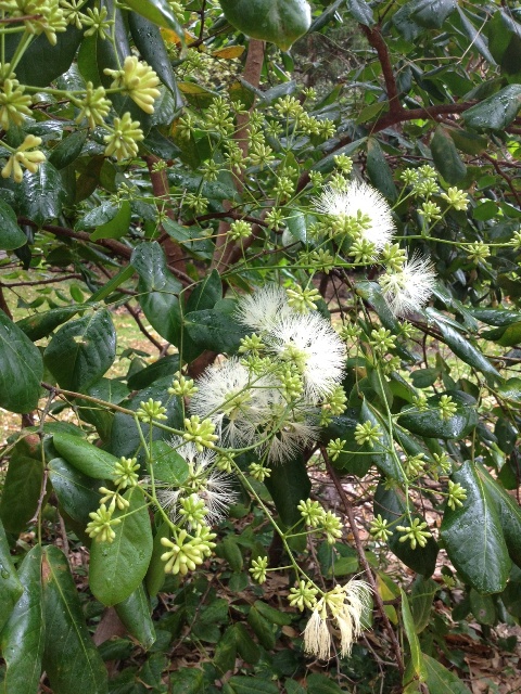 Archidendron flower