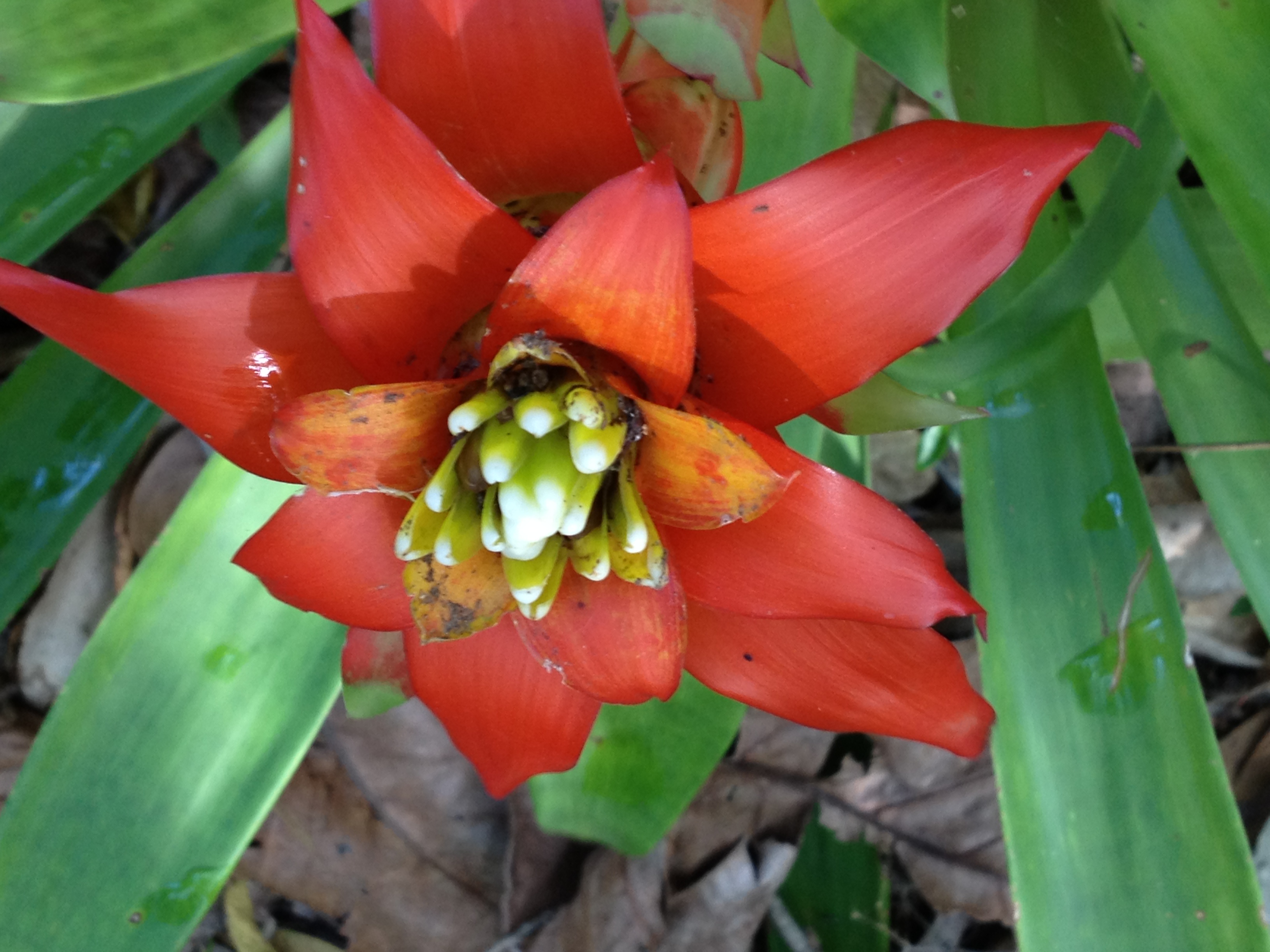 Bromeliad flower