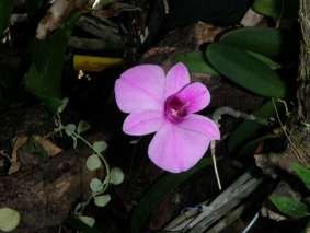 Cooktown Orchid