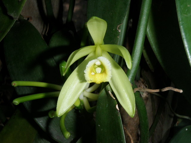 Vanilla Orchid