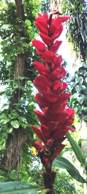 Alpinia purpurea