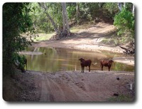 Cape York Road