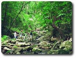 Rainforest walk