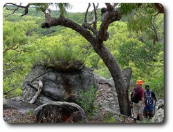 Bush walk