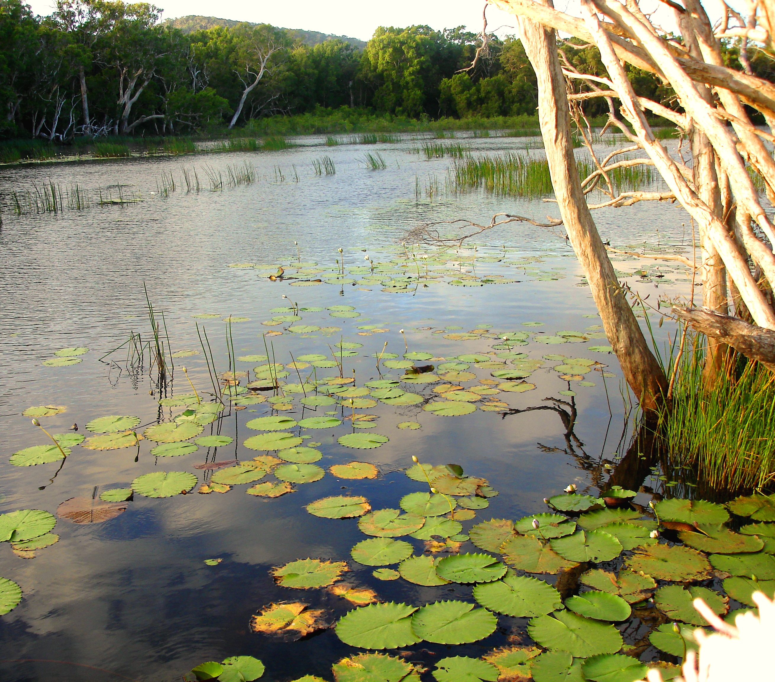 Keatings Lagoon (Mulbabidgee) Walk