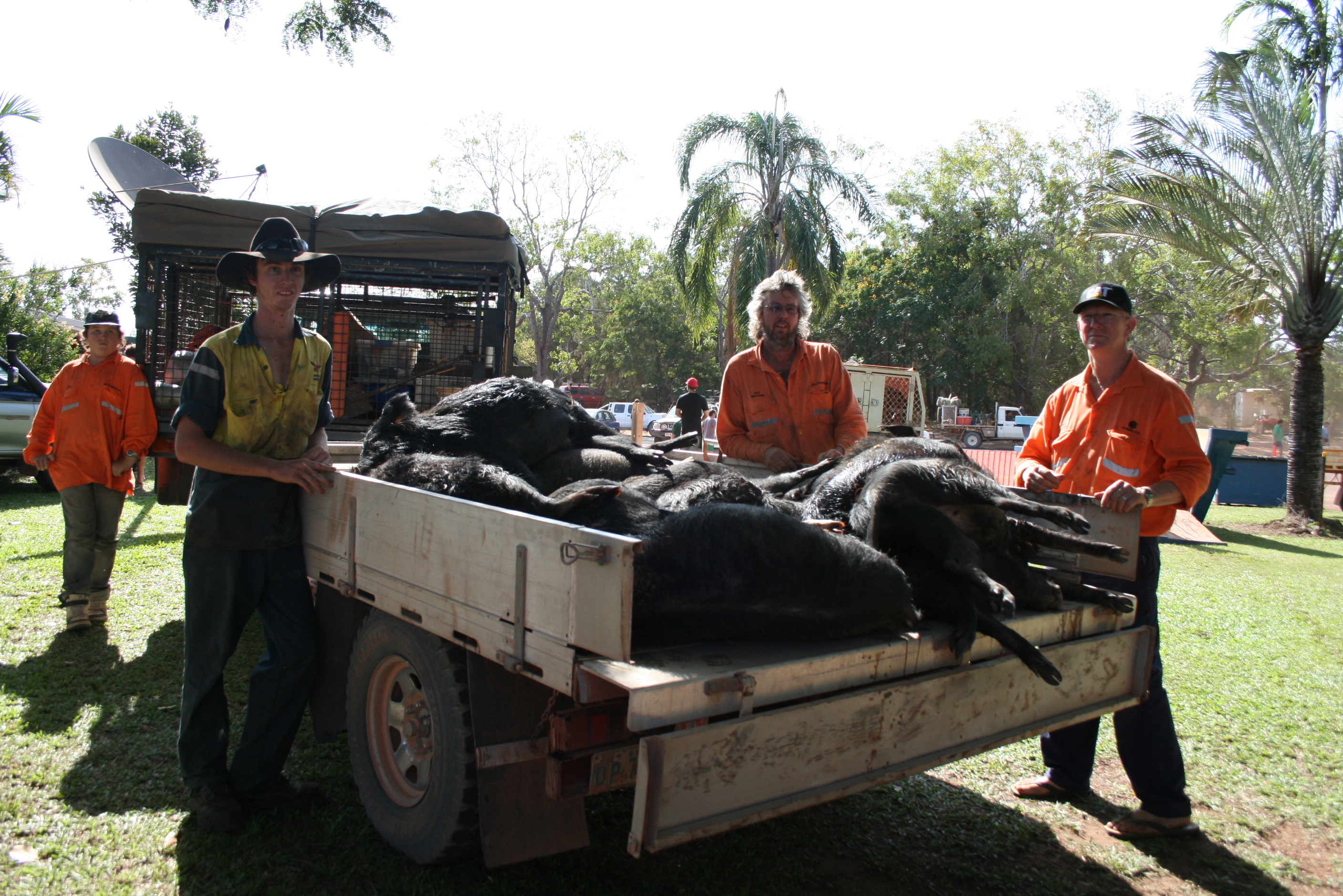 Weipa pig hunt