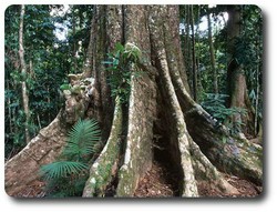 Yellow Penda Tree