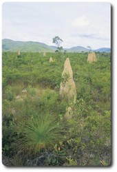 Termite Mounds Iron Range National Park, Queensland. Courtesy of Tourism Queensland