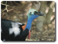 Flightless Cassowary. Courtesy of Tourism Queensland